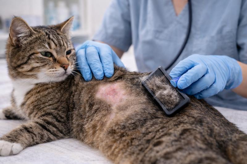 Haarausfall bei Katzen: Katze mit Haarausfall wird untersucht – kahle Stelle und Hautirritation sichtbar