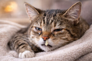 Katze mit Katzenschnupfen zeigt tränende Augen und Nasenausfluss als typische Symptome