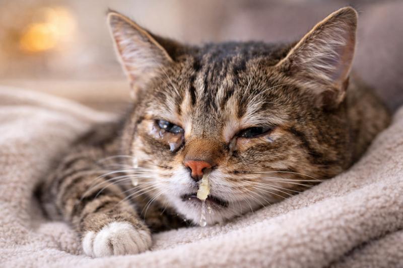 Katze mit Katzenschnupfen zeigt tränende Augen und Nasenausfluss als typische Symptome