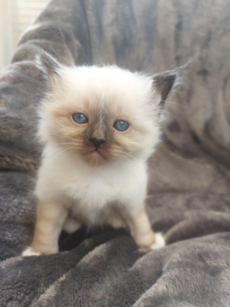 Katzenwikipedia Keyvisual