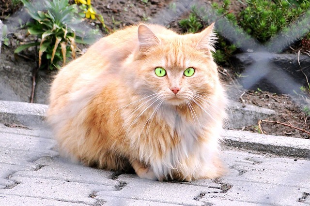 Perserkatze