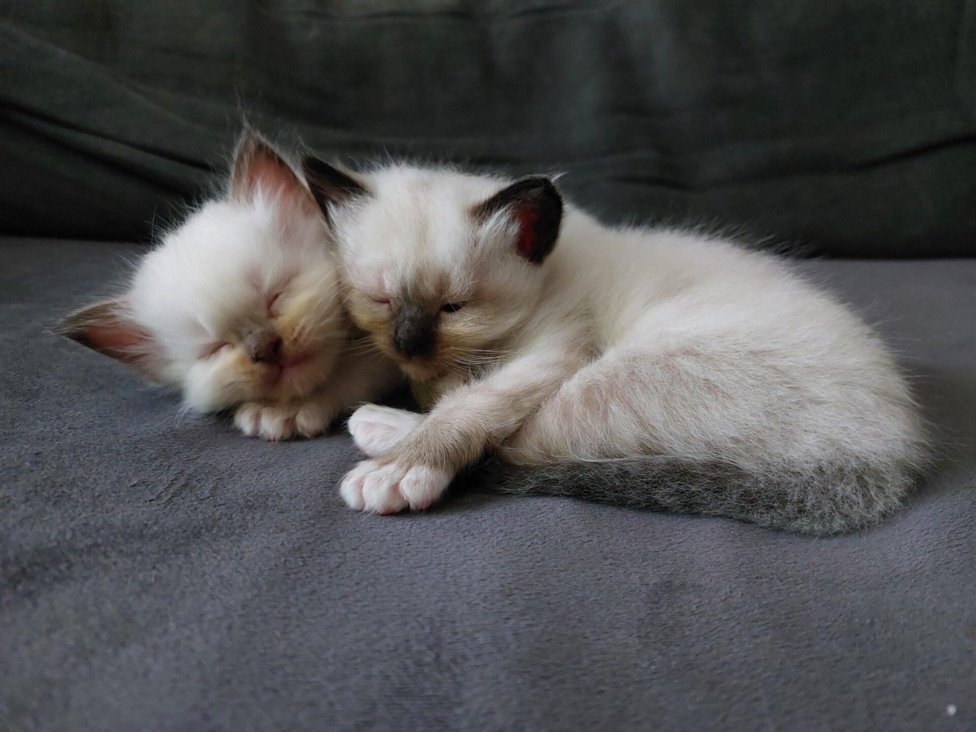 Zwei Heilige-Birma Kitten