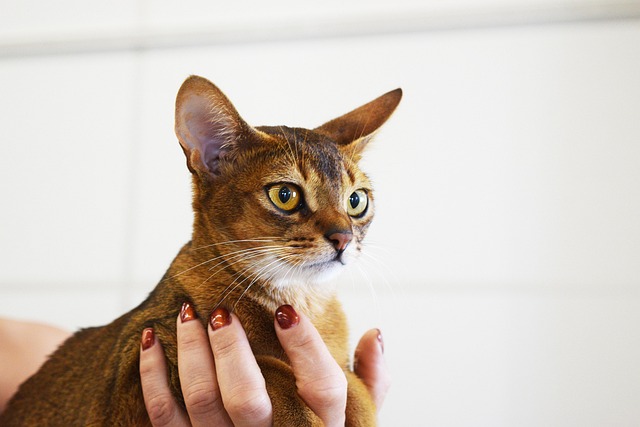Abessinierkatze