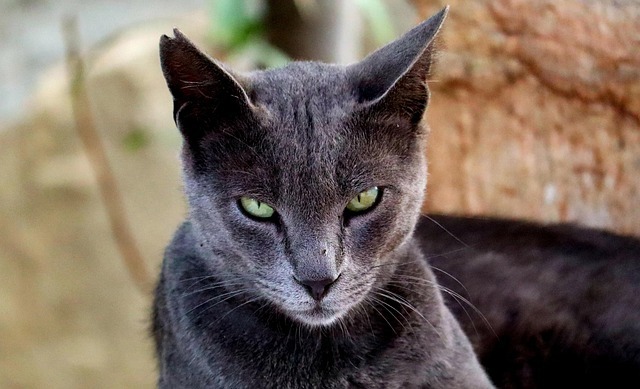 Chartreux (Kartäuserkatze) Junge Chartreux-Katze