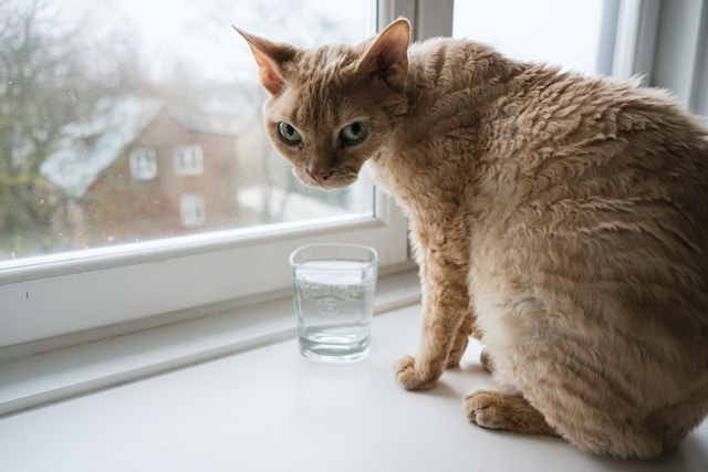 Devon Rex Devon Rex Katze vor dem Fenster