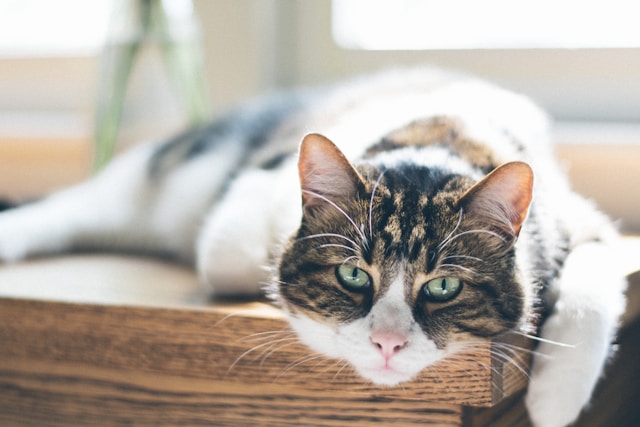 Ausgewachsene Hauskatze Erwachsene Hauskatze auf dem Tisch liegend