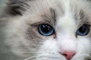 Nahaufnahme des Gesichts einer Ragdoll Katze.