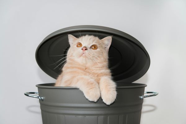 katze_erziehen Freche Katze in einer Tonne