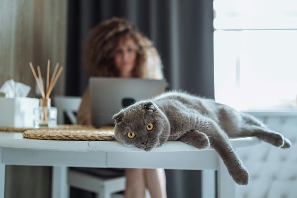 Katze in Einzelhaltung mit Frau am Laptop