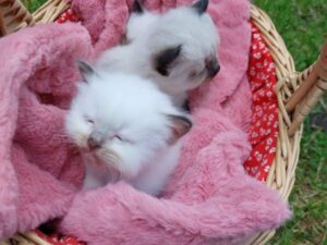 Zwei kleine weiße Kitten sitzen im Einkaufskorb