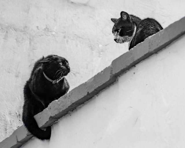 Kommunizierende Katzen Zwei Katzen auf einer Mauer