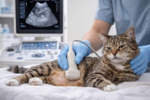 Katze wird per Ultraschall untersucht – Diagnose von PKD bei Katzen