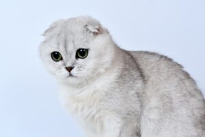 Eine weiße Schottische Faltohrkatze (Scottish Fold).
