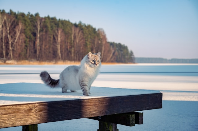 Sibirische Katze Sibirische Katze auf einem verschneiten russischen Bootssteg