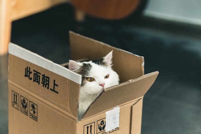 Katze im Umzugskarton