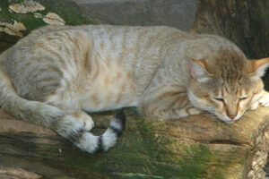 Die afrikanische Wildkatze oder auch Falbkatze gilt in der Katzen Evolution als direkte Vorfahrin unserer Hauskatzen.