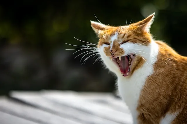 fauchende-katze Weiß-braune fauchende Katze