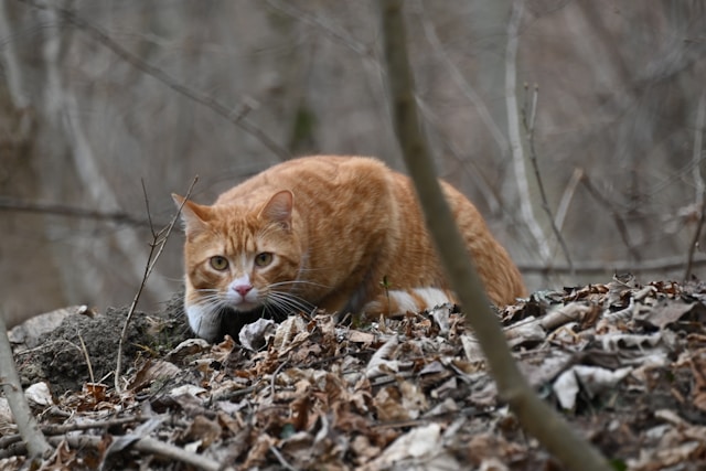 katze_beim_jagen Braune Katze im Wald schleicht sich an