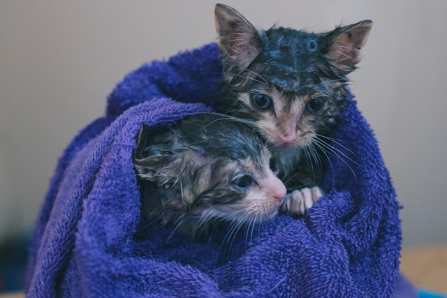 Katzen nach dem Baden im Handtuch Zwei Katzen nach dem Baden im Handtuch