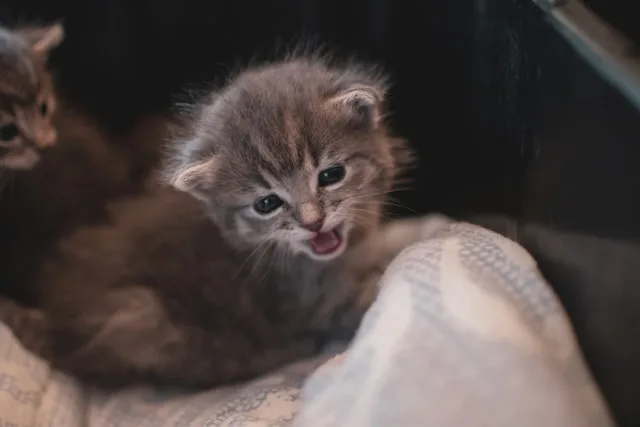 miauende-katze Kleine Katze miaut auf einem Kissen