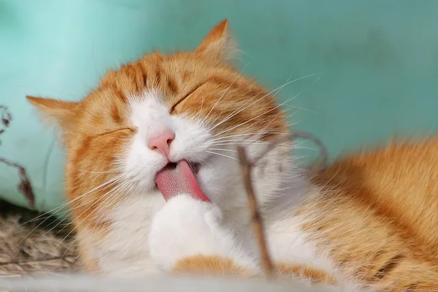 putzende-katze Braun-weiße Hauskatze, die sich putzt