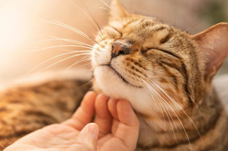 Schnurren: Entspannte Katze schnurrt mit geschlossenen Augen und genießt eine sanfte Streicheleinheit am Kinn
