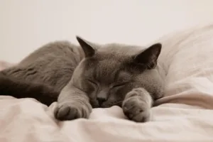 Schnurrende graue Katze liegt flach auf der Decke