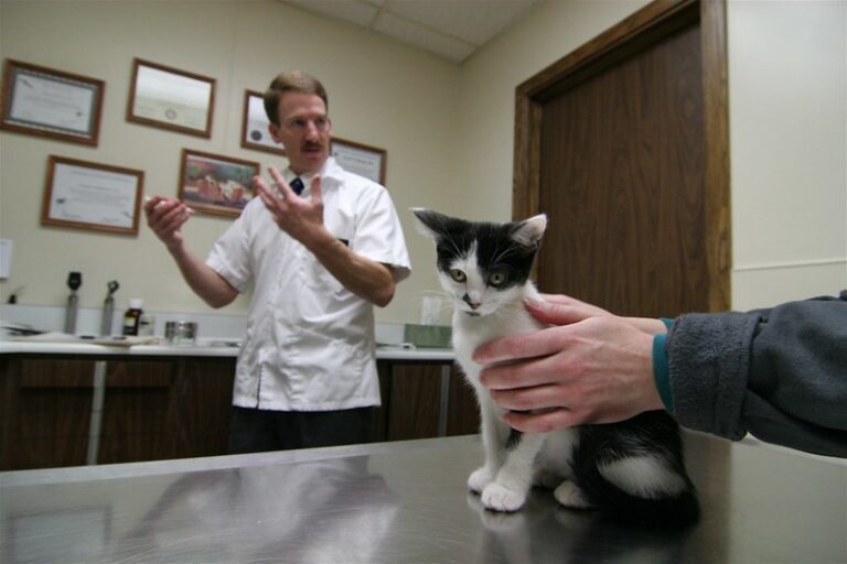 Kastration bei Katzen: Tierarzt untersucht junge Katze, die beim Tierarzt zur Kastration ist