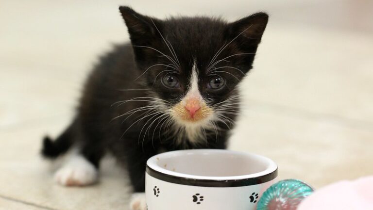 Darf diese Katze Butter fressen? Kleine schwarze Katze die an einer Tasse Milch schnuppert