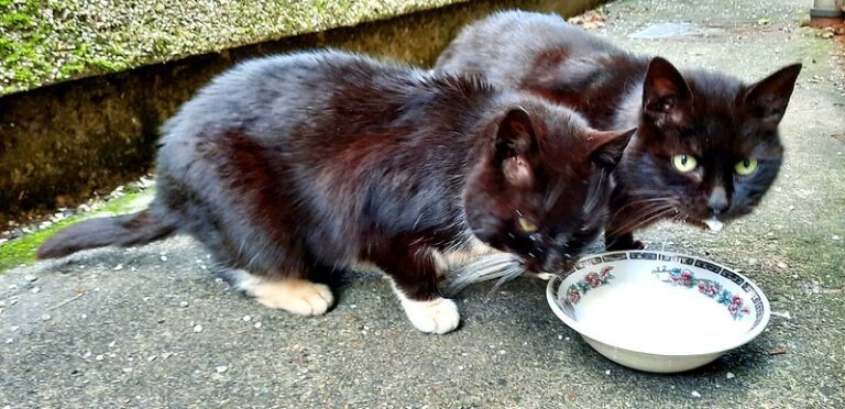 Darf die Katze Joghurt fressen? Zwei kleine schwarze Katzen fressen nebeneinander Joghurt in einer Schale