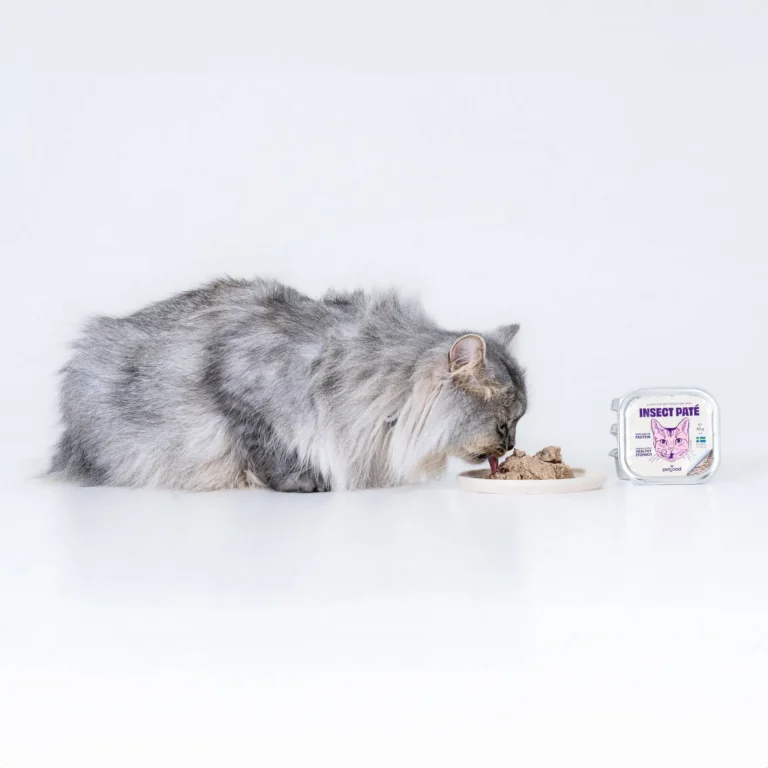 Katze frisst Insekten Katzenfutter