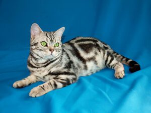 American Shorthair Katze, die sich auf einer blauen Decke räkelt