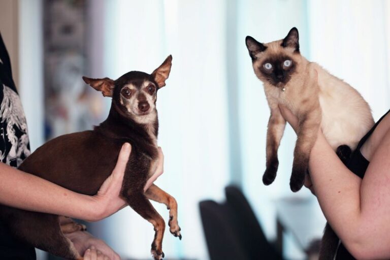 Darf die Katze Hundefutter fressen? Foto von einer Siam-Katze (rechts) und einem Chihuahua Hund (links)