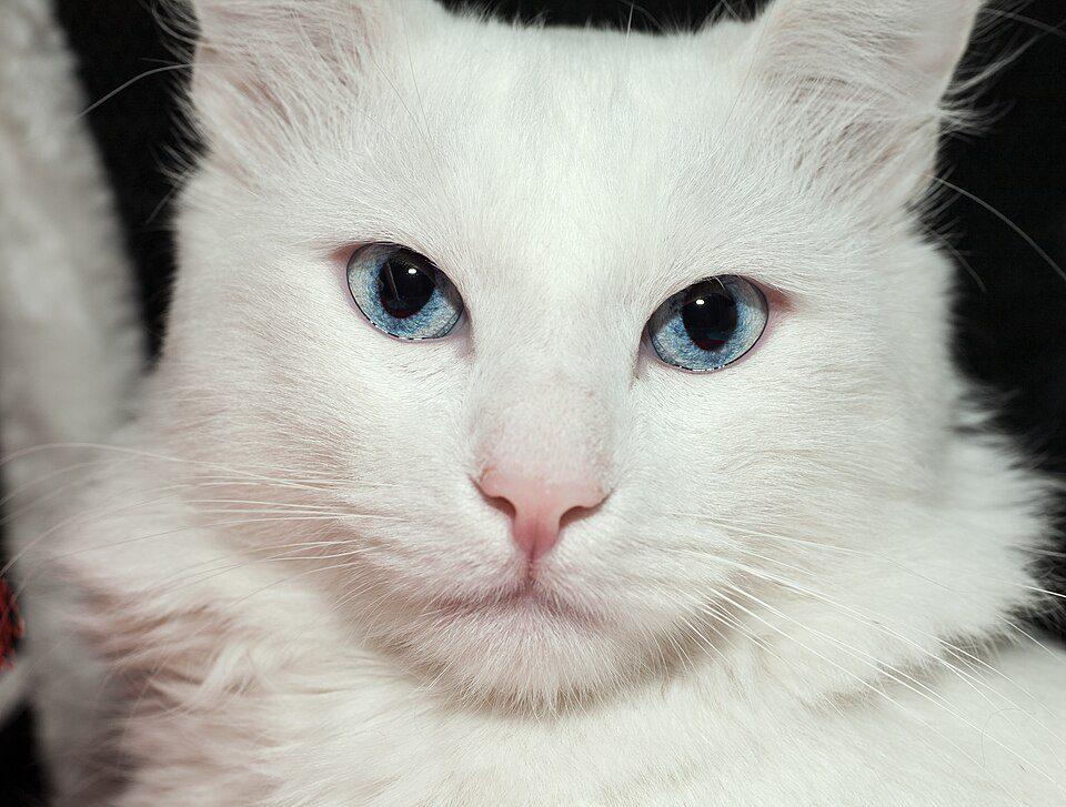 Portraitbild einer schneeweißen Türkisch Angora Katze
