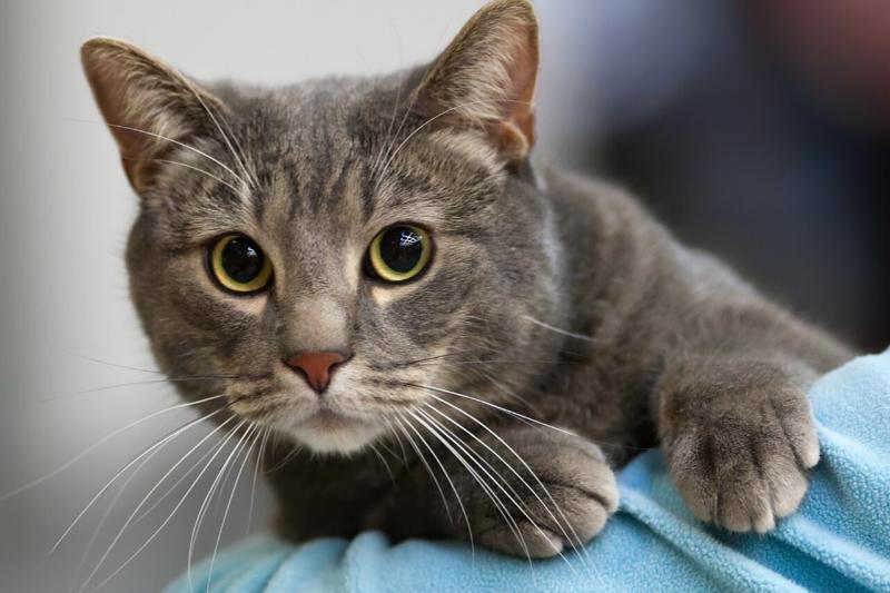 Katzenrassen für Anfänger: Pflegeleichte Katzenrassen sind zum Beispiel Europäisch Kurzhaar (EKH) Katzen