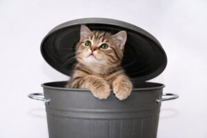 Freche Katze sitzt in einer Tonne – typisches Verhalten beim Thema Katze erziehen