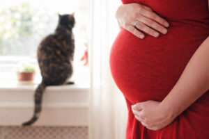 Schwanger: Katze ein Problem? Bauch einer schwangeren Frau im roten Kleid, im Hintergrund sitzt eine dunkle Katze am Fenster