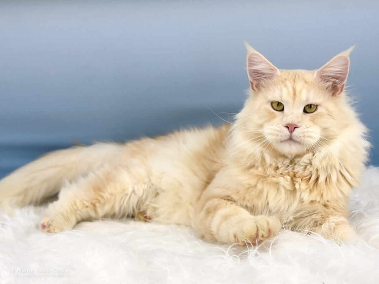 Alex of Maine Coon Castle