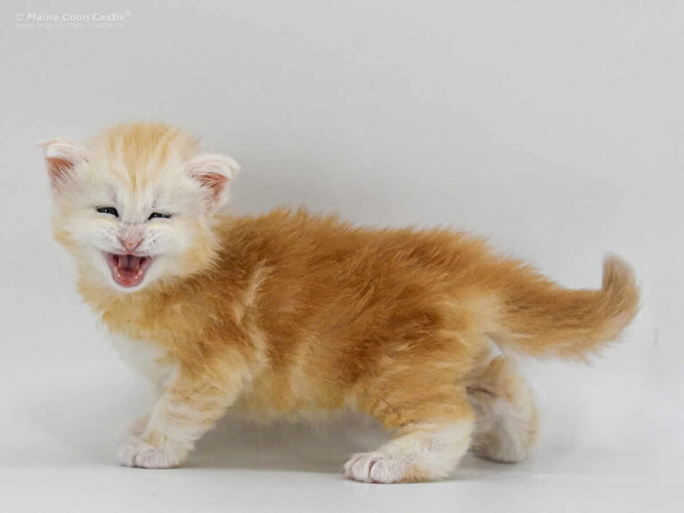 Maine Coon
