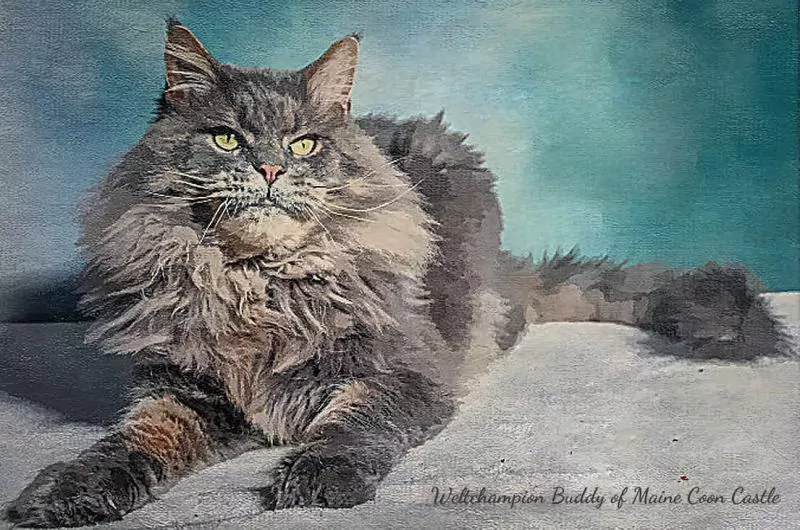 Buddy of Maine Coon Castle