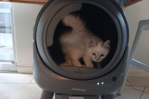 So schön kann ein elektrisches Katzenklo sein: Heilige Birma Katze in einem automatischen Katzenklo