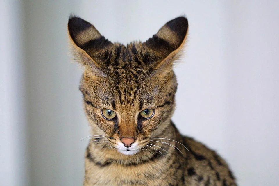 Kopf einer Savannah Katze mit den charakteristischen Streifen auf den Ohren.