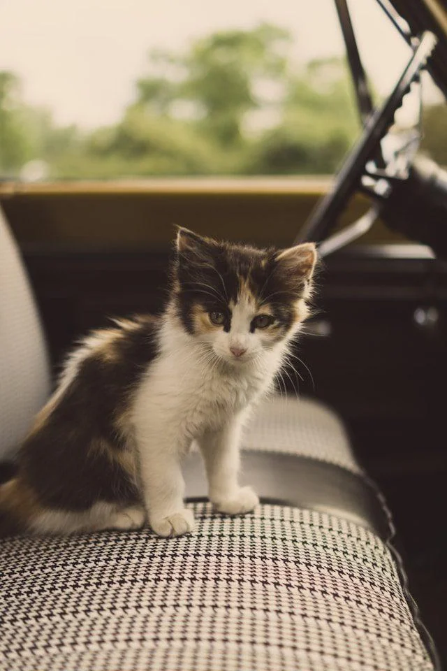 Kleine Katze sitzt auf dem Beifahrersitz im Auto