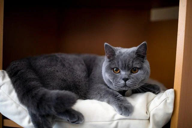 Liegende Britisch Kurzhaar Katze vor braunem Hintergrund.