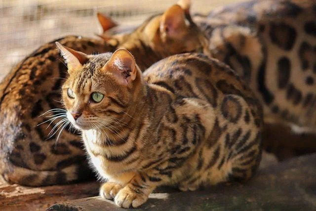 Mehrere Bengalkatzen die sich aneinander kuscheln.