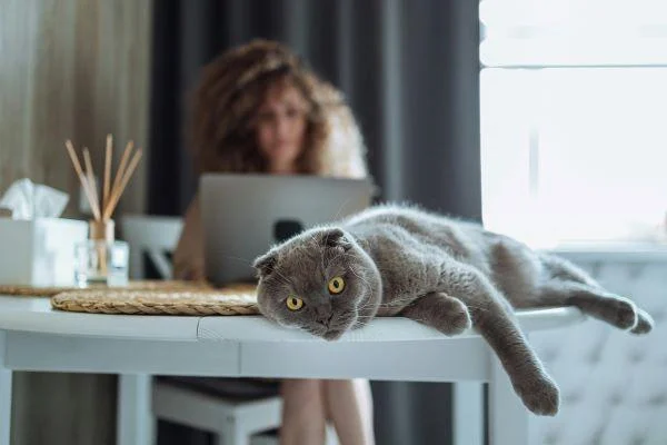 Katze in Einzelhaltung mit Frau am Laptop