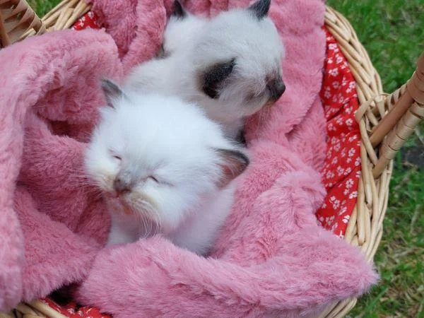 Zwei kleine weiße Kitten sitzen im Einkaufskorb