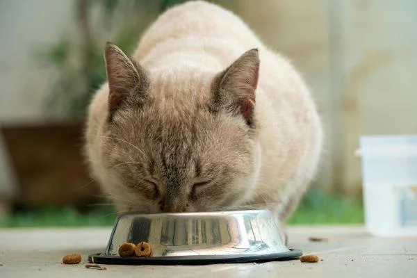 Katze frisst Katzenfutter aus einem Napf