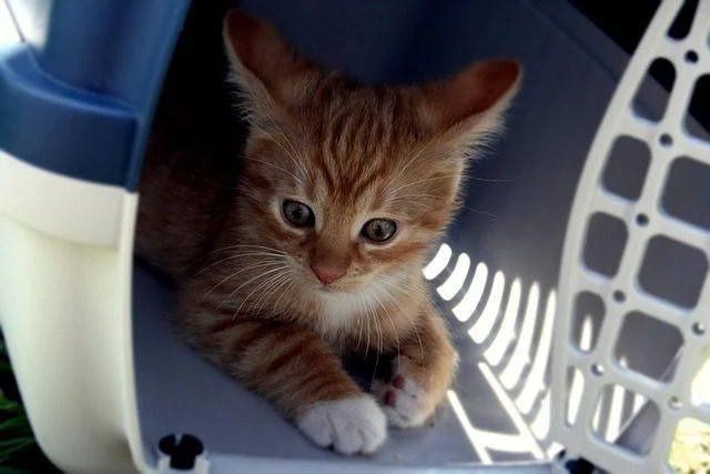 Kleine braun-weiße Katze liegt entspannt in einer geöffneten Transportbox