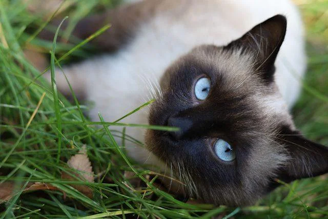 Eine Siamkatze die im Gras liegt und in die Kamera schaut.